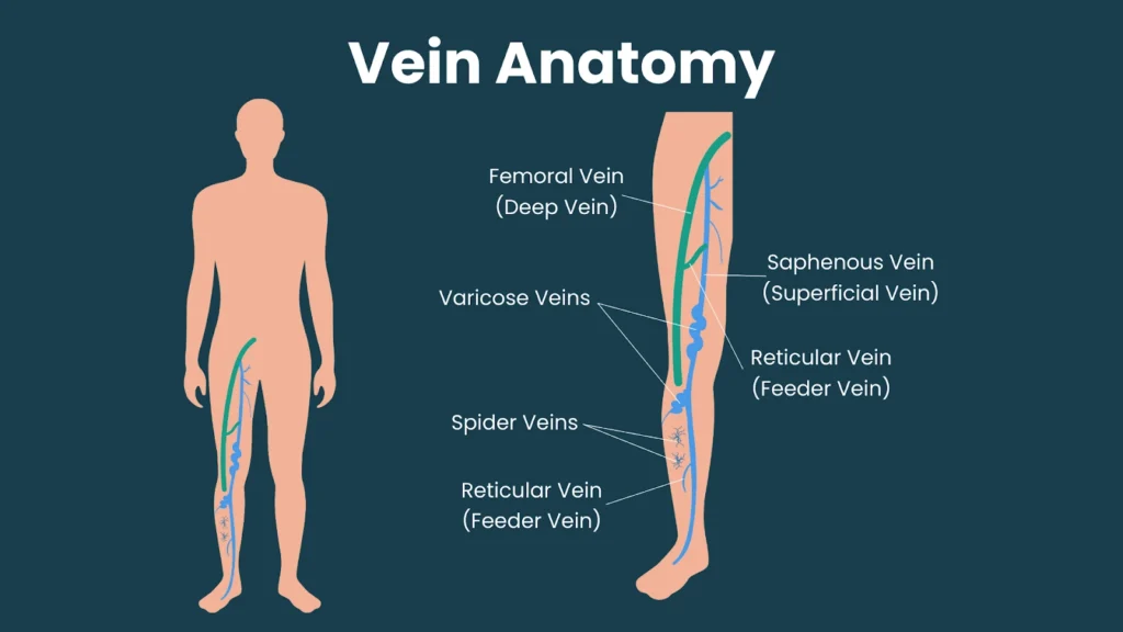 vein anatomy