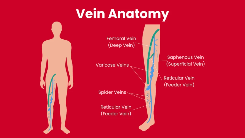 vein anatomy