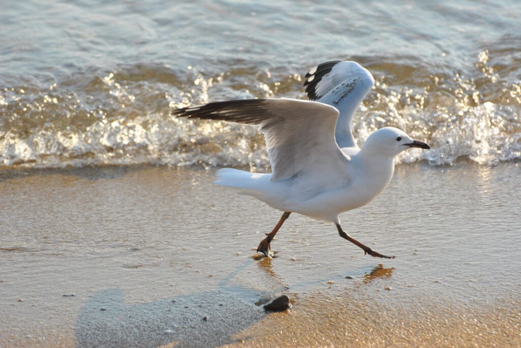 Sea Bird flying